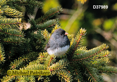 Dark-eyed Junco (Junco hyemalis)
